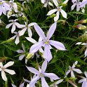 Laurentia axillaris 'Avant-garde bleu' fleur